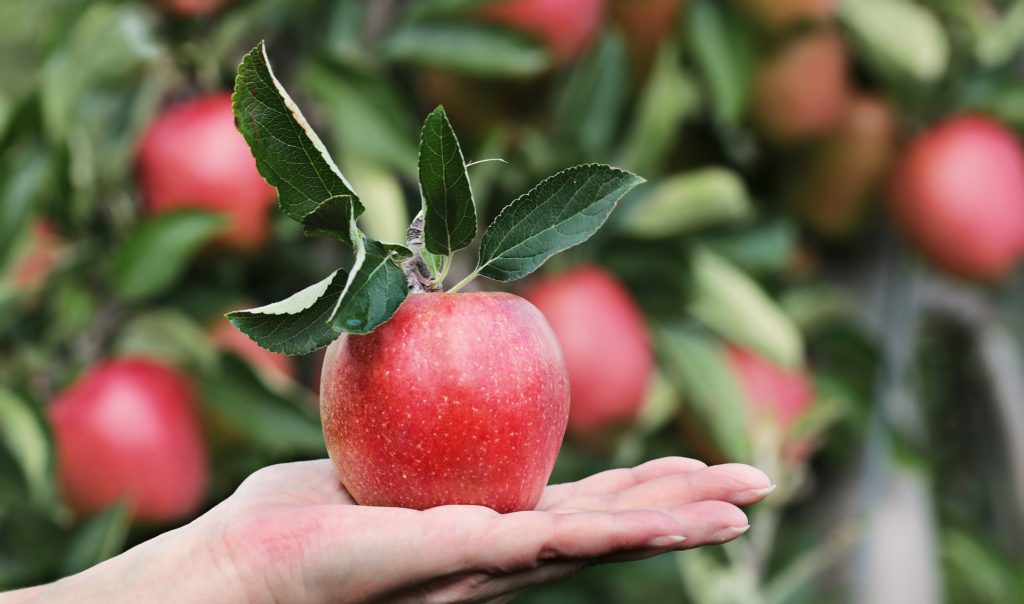 Äpfel enthalten zahlreiche gesunde Inhaltsstoffe die gegen Frühjahrsmüdigkeit helfen
