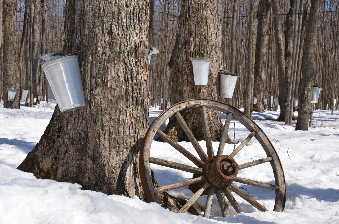 Ahornsirup ist Nationalspeise in Kanada