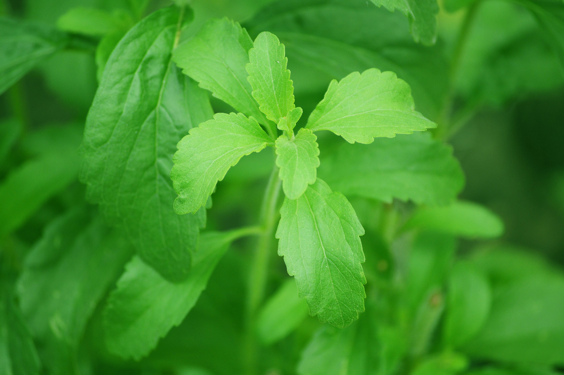 Stevia ist ein Naturprodukz