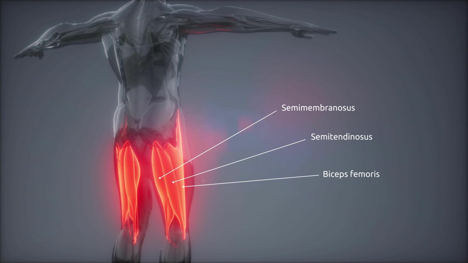 So trainierst du die ischiocrurale Muskulatur OPTIMALEFITNESS