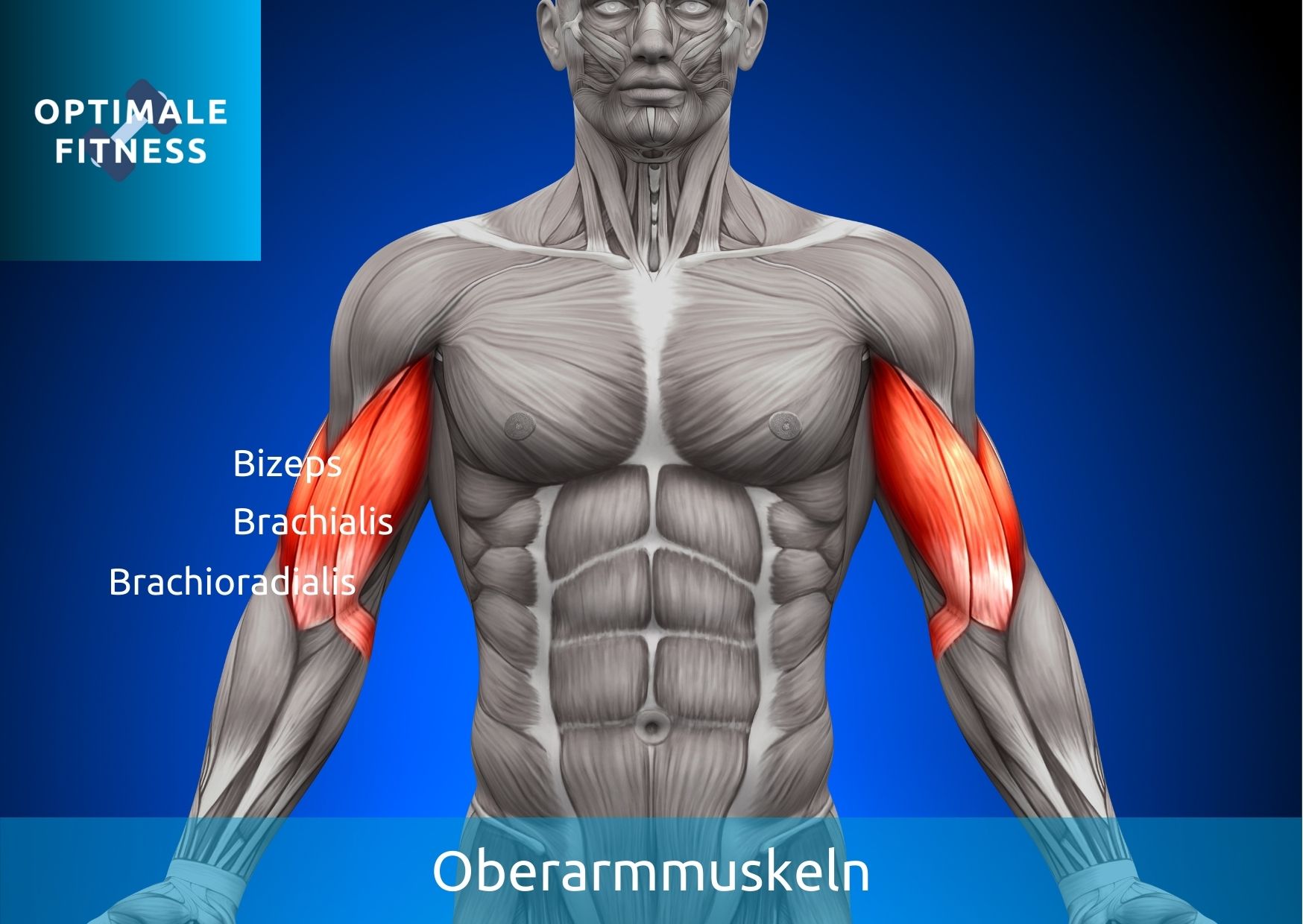 Wie du deinen Bizeps am besten trainierst OPTIMALEFITNESS