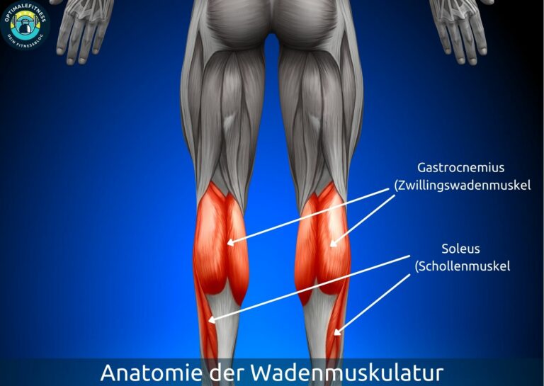 Wadentrainining die besten Übungen OPTIMALEFITNESS
